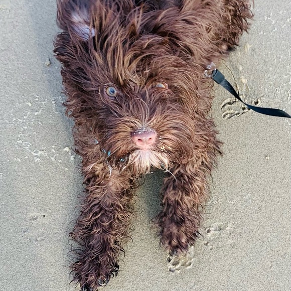 Meet your Posher, Marti - Picture 2 of 8